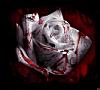 Gothic-rose